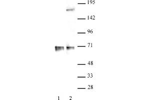 RBM39 antibody (pAb) tested by Western blot. (RBM39 antibody  (N-Term))