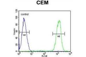 Flow cytometric analysis of CEM cells (right histogram) compared to a negative control cell (left histogram) using IKZF1/IKAROS Antibody (C-term), followed by FITC-conjugated goat-anti-rabbit secondary antibodies. (IKZF1 antibody  (C-Term))