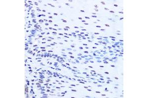 Immunohistochemistry (IHC) image for anti-Splicing Factor, Arginine/Serine Rich 7 (SFRS7) (AA 60-120) antibody (ABIN7270548)