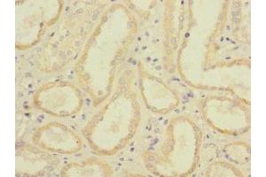 Immunohistochemistry of paraffin-embedded human kidney tissue using ABIN7158546 at dilution of 1:100 (FCGR2C antibody  (AA 43-223))