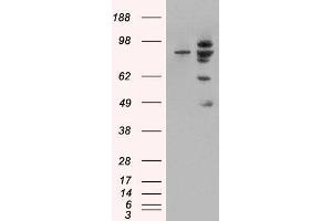 HEK293 overexpressing MDM2 (ABIN5451314) and probed with ABIN185508 (mock transfection in first lane). (MDM2 antibody  (Internal Region))