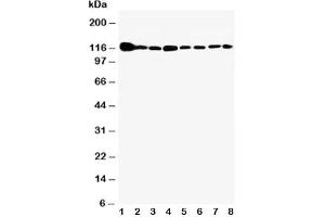 Western blot testing of Vinculin antibody and Lane 1:  rat heart;  2: rat brain;  3: rat liver;  4: U87;  5: SMMC-7721;  6: HEPA;  7: HeLa;  8: HT1080 cell lysate (Vinculin antibody  (AA 173-188))