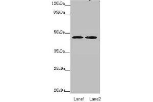 Western blot All lanes: ZDHHC16 antibody at 0. (ZDHHC16 antibody  (AA 288-377))