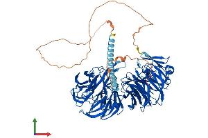 AlphaFold protein structure predicition of Human Recombinant EML1 Protein, UniprotID O00423