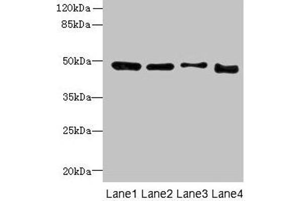 DDI2 Antikörper  (AA 1-211)