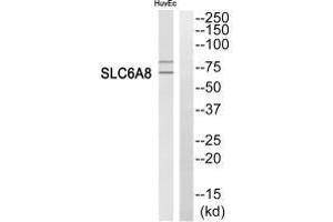 Western blot analysis of extracts from HuvEc cells, using SLC6A8 antibody. (SLC6A8 antibody  (C-Term))