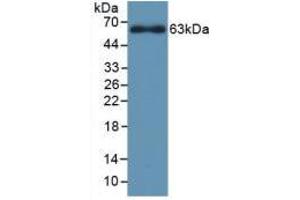 Western blot analysis of recombinant Rat CYP1A1. (CYP1A1 antibody  (AA 251-521))