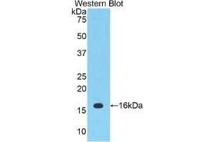 Detection of Recombinant PTGS2, Mouse using Polyclonal Antibody to Cyclooxygenase-2 (COX 2) (PTGS2 antibody  (AA 240-351))