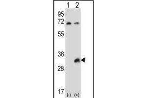 Western blot analysis of TSSK6 (arrow) using rabbit polyclonal TSSK6 Antibody (C-term) (ABIN656396 and ABIN2845691).