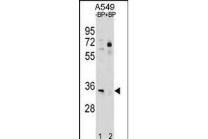ATP1B2 Antibody (C-term) (ABIN1881088 and ABIN2838749) western blot analysis in A549 cell line lysates (35 μg/lane).