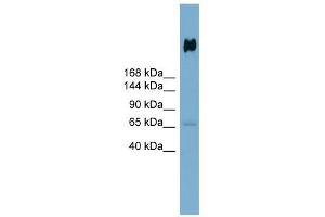 DMBT1 antibody used at 1 ug/ml to detect target protein.
