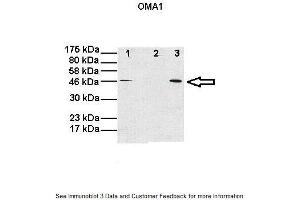 OMA1 Antikörper  (Middle Region)