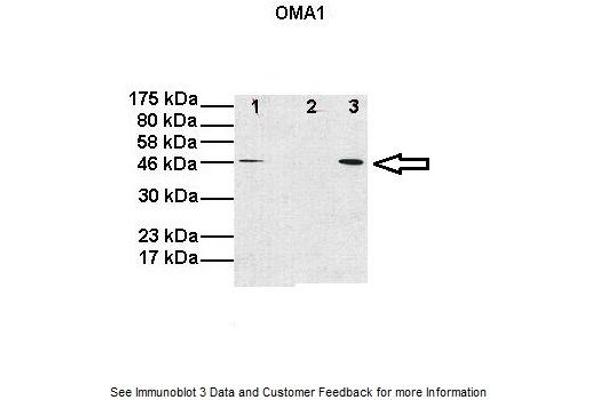 OMA1 Antikörper  (Middle Region)