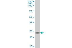 MS4A12 MaxPab polyclonal antibody. (MS4A12 antibody  (AA 1-267))