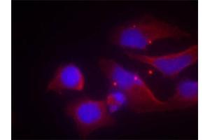 Immunofluorescence staining of methanol-fixed Hela cells using Phospho-GRIN2B-Y1474 antibody.