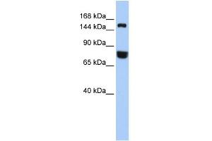 WB Suggested Anti-EEA1 Antibody Titration: 0. (EEA1 antibody  (Middle Region))