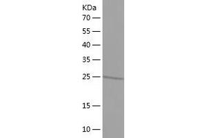 Western Blotting (WB) image for Transcription Factor AP-4 (Activating Enhancer Binding Protein 4) (TFAP4) (AA 148-338) protein (His tag) (ABIN7125444)