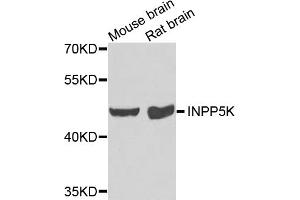 Western blot analysis of extracts of various cell lines, using INPP5K antibody (ABIN5975191) at 1/1000 dilution.
