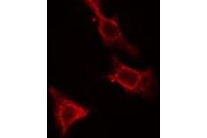 ABIN6275475 staining Hela cells by IF/ICC. (RAP2C antibody  (Internal Region))