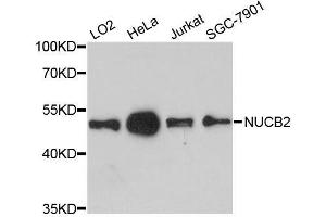 Western blot analysis of extracts of various cell lines, using NUCB2 antibody. (NUCB2 antibody  (AA 321-420))