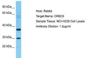 Host: Rabbit Target Name: OR6C6 Sample Type: NCI-H226 Whole Cell lysates Antibody Dilution: 1. (OR6C6 antibody  (C-Term))
