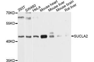 Western blot analysis of extracts of various cells, using SUCLA2 antibody. (SUCLA2 antibody)