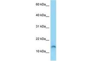 Image no. 1 for anti-Sperm Acrosome Associated Protein 4 (SPACA4) (AA 39-88) antibody (ABIN6748158) (SPACA4 antibody  (AA 39-88))