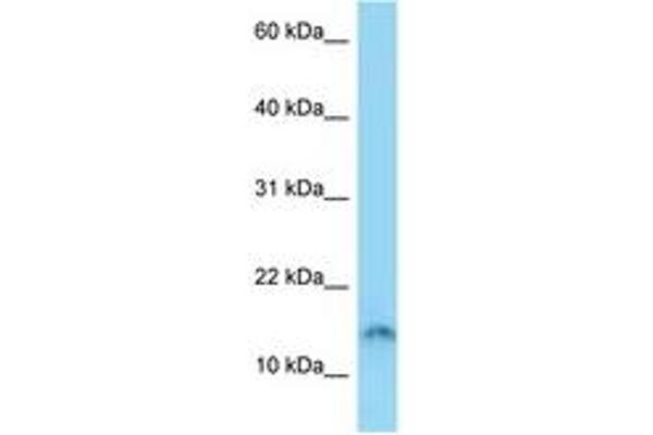 SPACA4 anticorps  (AA 39-88)