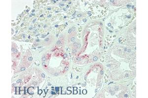Detection of EPO in Human Kidney Tissue using Polyclonal Antibody to Erythropoietin (EPO) (EPO antibody  (AA 28-193))