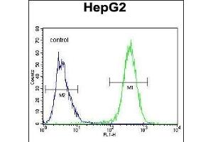 UBFD1 Antibody (N-term) (ABIN655026 and ABIN2844657) flow cytometric analysis of HepG2 cells (right histogram) compared to a negative control cell (left histogram). (UBFD1 antibody  (N-Term))
