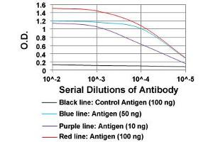 ELISA analysis of IL3RA monoclonal antibody, clone 10B8E7  at 1:10000 dilution. (IL3RA antibody)