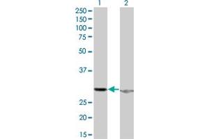 Western Blot analysis of HMGB1 expression in transfected 293T cell line by HMGB1 monoclonal antibody (M06), clone 1D9. (HMGB1 antibody  (AA 1-215))