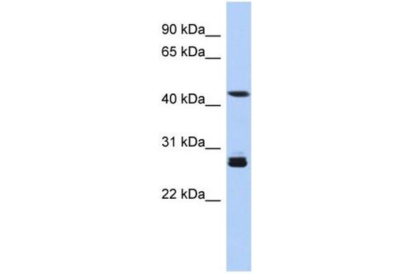 SYT9 antibody  (Middle Region)