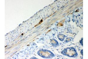 Anti- ATP5H Picoband antibody,IHC(P) IHC(P): Rat Intestine Tissue (ATP5H antibody  (AA 2-161))