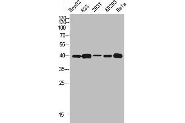 5HT1D antibody  (Internal Region)