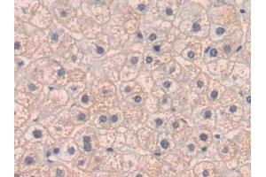 #VALUE! (PLGF antibody  (AA 43-162))
