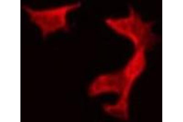 Neurensin 1 antibody  (N-Term)