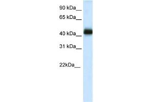 WB Suggested Anti-NKX2-4 Antibody Titration:  0. (NK2 Homeobox 4 antibody  (C-Term))