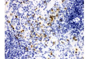 Anti- Lipocalin 2 Picoband antibody, IHC(P) IHC(P): Mouse Spleen Tissue (Lipocalin 2 antibody  (AA 21-198))