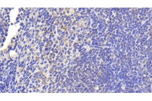 Detection of TNFSF14 in Mouse Spleen Tissue using Polyclonal Antibody to Tumor Necrosis Factor Ligand Superfamily, Member 14 (TNFSF14) (TNFSF14 antibody  (AA 51-239))