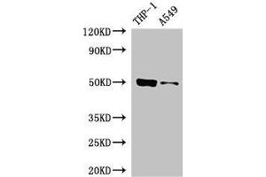 Western Blot Positive WB detected in: THP-1 whole cell lysate, A549 whole cell lysate All lanes: IRF3 antibody at 5 μg/mL Secondary Goat polyclonal to rabbit IgG at 1/50000 dilution Predicted band size: 50 kDa Observed band size: 50 kDa (IRF3 antibody  (AA 1-452))