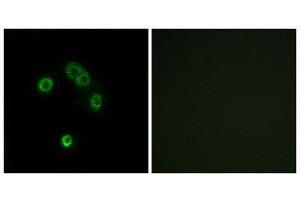 Immunofluorescence (IF) image for anti-Taste Receptor, Type 2, Member 13 (TAS2R13) (Internal Region) antibody (ABIN1853349) (TAS2R13 antibody  (Internal Region))