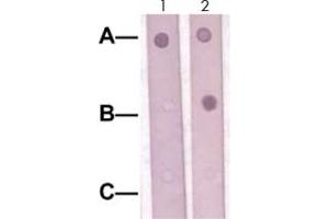 Dot Blot : 1 ug peptide was blot onto NC membrane. (SOX9 antibody  (Ser181))