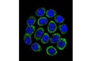 Confocal immunofluorescent analysis of TPH1 Antibody (N-term) (ABIN390917 and ABIN2841120) with 293 cell followed by Alexa Fluor 488-conjugated goat anti-rabbit lgG (green). (Tryptophan Hydroxylase 1 antibody  (N-Term))