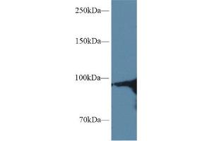 Western Blotting (WB) image for anti-Heat Shock Protein 90kDa alpha (Cytosolic), Class A Member 1 (HSP90AA1) (AA 698-732) antibody (ABIN7443815)