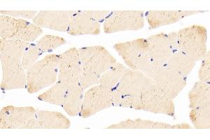 Detection of KEAP1 in Mouse Skeletal muscle Tissue using Polyclonal Antibody to Kelch Like ECH Associated Protein 1 (KEAP1) (KEAP1 antibody  (AA 1-286))