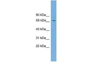 WB Suggested Anti-SNAG1 Antibody Titration: 0. (SNX18 antibody  (C-Term))