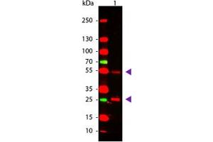 Image no. 1 for Rabbit anti-Goat IgG (Whole Molecule) antibody (ABIN300281) (Rabbit anti-Goat IgG (Whole Molecule) Antibody)