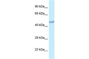 WB Suggested Anti-Prmt6 Antibody Titration: 1. (PRMT6 antibody  (C-Term))