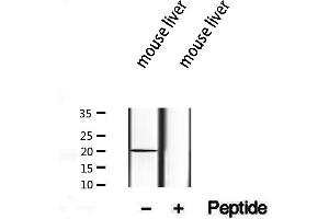 Western blot analysis of extracts from mouse liver, using TIMM17B antibody.